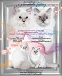 Невская маскарадная кошка (котята) в объявлении 9 фото Невская маскарадная кошка (котята) картинка из объявления