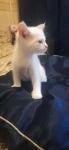 Отдам даром белую кошечку в объявлении 2 фото Отдам даром белую кошечку картинка из объявления