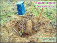 Маралий корень, корни левзеи от производителя КХ Био в объявлении 1 фото Маралий корень, корни левзеи от производителя КХ Био картинка из объявления