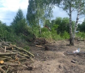Расчистка участка Чертовицы, спиливаем и косим в Чертовицах картинка из объявления