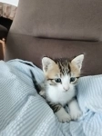 Отдам котят от кошки крысоловки картинка из объявления