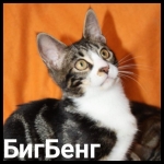 БИГБЕНГ саванна с мейн куном в объявлении 9 фото БИГБЕНГ саванна с мейн куном картинка из объявления