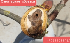 Стрижка растений деревьев и кустарников в объявлении 6 фото Стрижка растений деревьев и кустарников картинка из объявления
