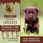 Щенки коричневого лабрадора в объявлении 9 фото Щенки коричневого лабрадора картинка из объявления