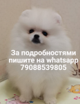 Шпицы померанцы, белого окраса, черного и кофе с молоком картинка из объявления