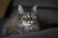 Каждой кошке нужен дом. в объявлении 12 фото Каждой кошке нужен дом. картинка из объявления
