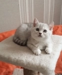 Британский очаровательный котенок картинка из объявления