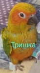 Аратинга птенец выкормыш от заводчика в объявлении 4 фото Аратинга птенец выкормыш от заводчика картинка из объявления